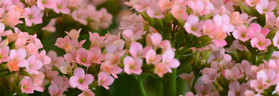 Nahaufnahme rosa Blüten